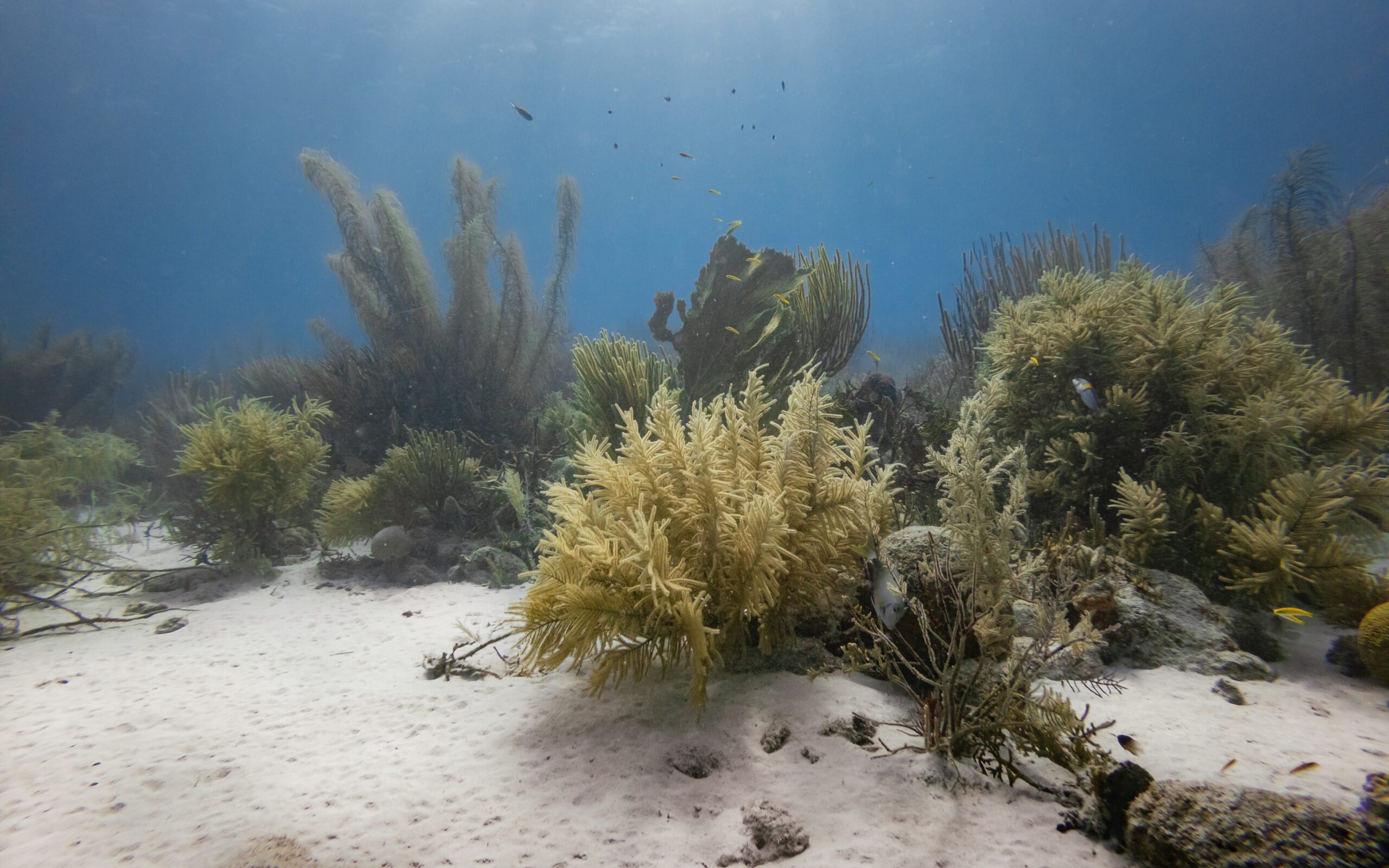 Bonaire - Alice in Wonderland - Nurkowanie - GoDive