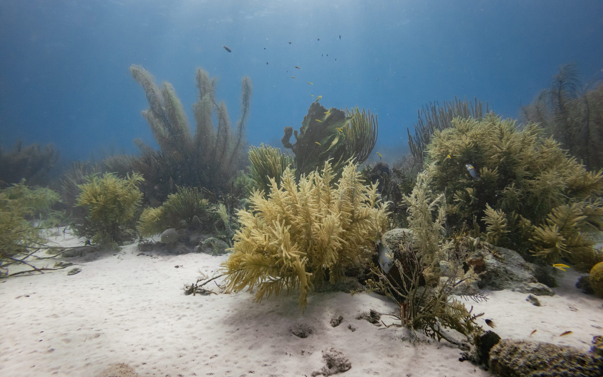 Bonaire - Alice in Wonderland - Nurkowanie - GoDive