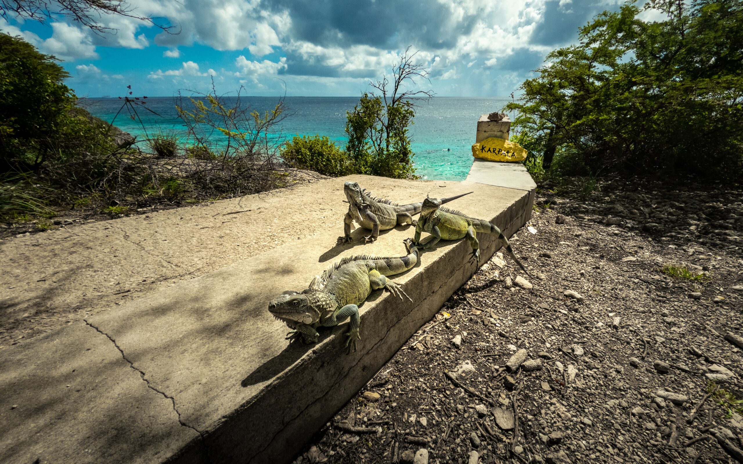 Bonaire - Karpata - Nurkowanie - GoDive